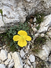 Papaver alpinum