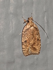 Agonopterix pulvipennella