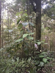 Brachyglottis repanda