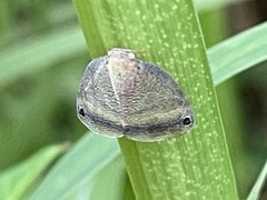 Ricaniinae