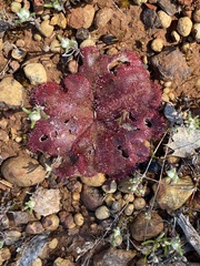 Drosera collina