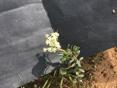 Pimelea humilis