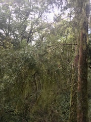 Podocarpus laetus