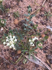 Pimelea humilis