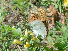 Argynnis pandora