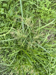 Cyperus distans