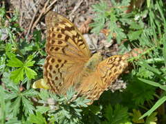 Argynnis pandora