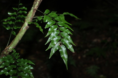 Arthropteris tenella