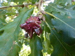 Andricus dentimitratus