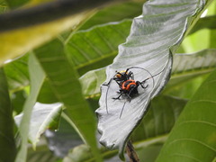 Cereopsius praetorius