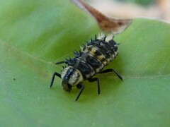 Harmonia testudinaria