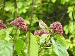 Hypsipetes philippinus