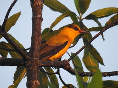 Oriolus chinensis