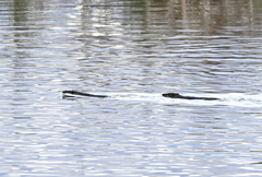 Hydromys chrysogaster