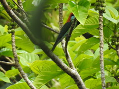 Merops americanus