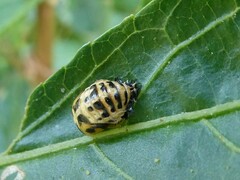 Harmonia conformis
