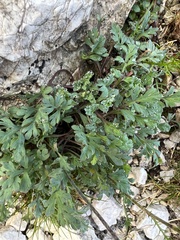 Papaver alpinum