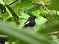 Copsychus mindanensis
