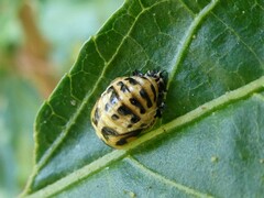 Harmonia conformis