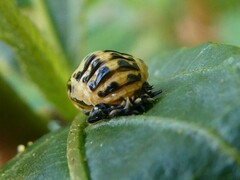 Harmonia conformis