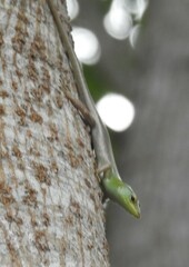 Lamprolepis smaragdina