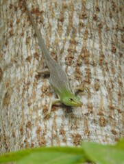 Lamprolepis smaragdina