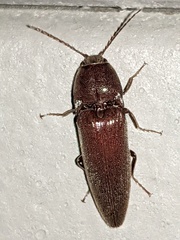 Elaterinae