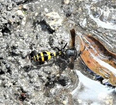 Phimenes flavopictus blanchardi