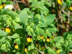 Cerinthe major