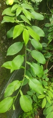 Pothos chinensis