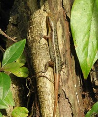 Sphenomorphus melanopogon