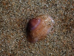 Mactra pusilla