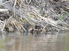 Hydromys chrysogaster