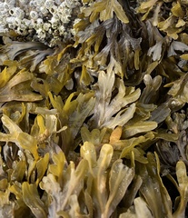 Fucus distichus