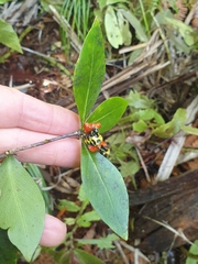 Pittosporum cornifolium
