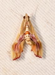 Agathodes monstralis