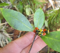 Pittosporum cornifolium