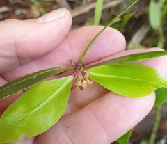 Pittosporum cornifolium