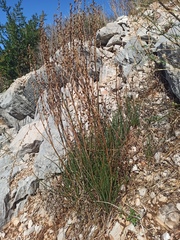 Asphodelus