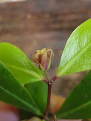 Pittosporum cornifolium