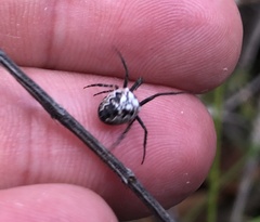 Araneidae