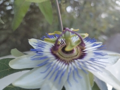 Passiflora caerulea
