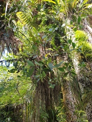 Pittosporum cornifolium