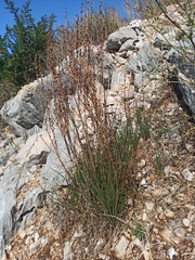 Asphodelus