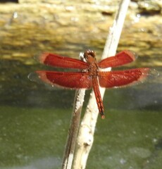 Neurothemis ramburii