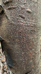 Nectria cinnabarina