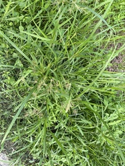 Cyperus distans