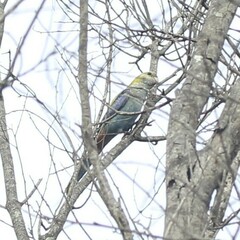 Platycercus adscitus