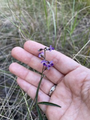 Glycine clandestina