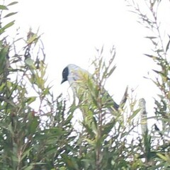 Coracina novaehollandiae